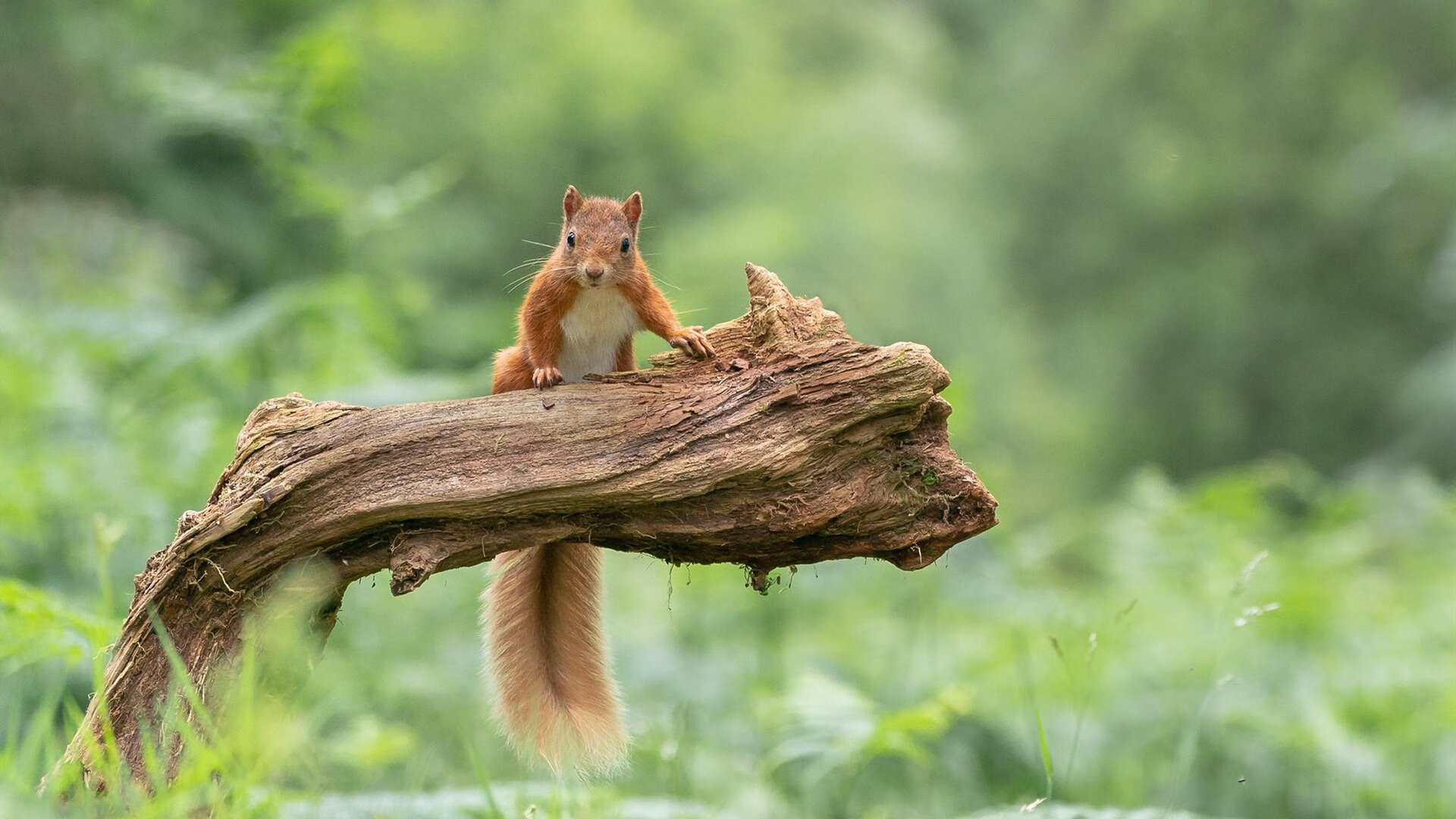 新兴国家崛起：亚洲代表队表现亮眼，亚洲新兴工业国家